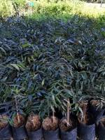 สะเดาดำเสียบยอด(black neem)ขนาด45ซม.