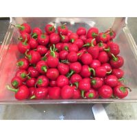 เมล็ดพันธุ์ พริกเชอรี่ เผ็ด  ( Red Hot Cherry Pepper Seed ) บรรจุ 10 เมล็ด