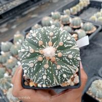 ??แอสโตร?? ไซส์แม่พันธุ์  Astrophytum  พร้อมให้ดอก ไม้เมล็ด  ขนาด 6-9 ซม. ต้นกระบองเพชร ต้นแคคตัส (แคคตัส กระบองเพชร)