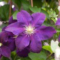 30 เมล็ดพันธุ์ เมล็ด ต้นครีเมทิส ดอกคำปองน้อย เคล็มแม็ททิส ราชินีไม้เลื้อย Leather Clematis flower Seed นำเข้าจากฮาวาย อัตราการงอก 80-85%