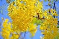 100 เมล็ด เมล็ดพันธุ์ ขี้เหล็ก Siamese senna ขี้เหล็กแก่น ขี้เหล็กบ้าน ขี้เหล็กหลวง ขี้เหล็กใหญ่ ขี้เหล็กเผือก ผักจี้ลี้ แมะขี้แหละพะโด ยะหา ขี้เหล็กจิหรี่ อังกัย