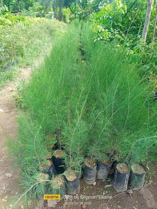 Agoho Pine Tree Seedlings Lazada Ph