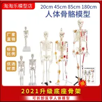 Human skeleton structure skeleton model medical with neuromuscular mini removable dynamic simulation teaching young women