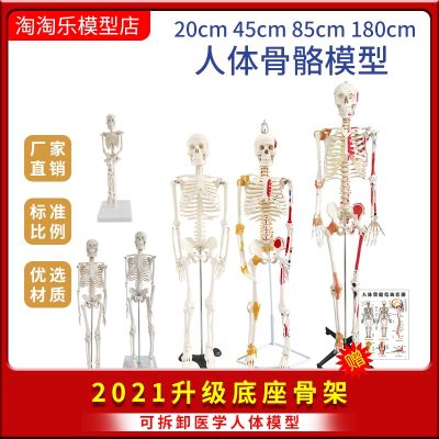 Human skeleton structure skeleton model medical with neuromuscular mini removable dynamic simulation teaching young women