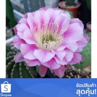 ( Pro+++ ) คุ้มค่า Cake Cactus Farm เพชร Echinopsis hybrid angle อิชินอปดอกใหญ่สีชมพู ราคาดี พรรณ ไม้ น้ำ พรรณ ไม้ ทุก ชนิด พรรณ ไม้ น้ำ สวยงาม พรรณ ไม้ มงคล