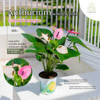 Treeno.9 T43 ดอกหน้าวัว สีทูโทน ชมพู ขาว  (Anthurium) / กระถาง 8 นิ้ว / สูง 30-50 cm / ไม้ดอกประดับ ไม้มงคล ไม้ฟอกอากาศ (ต้นไม้)