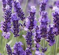 200 เมล็ด เมล็ดลาเวนเดอร์ Lavender ราคาถูก เมล็ดพันธุ์ ดอกไม้  สีม่วง น้ำหอม น้ำมันหอมระเหยดอกลาเวนเดอร์ ชาดอกลาเวนเดอร์ ออร์แกนิค สปา