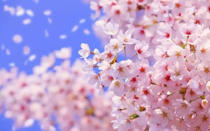 pro-โปรแน่น-30pcs-sakura-seeds-ต้นไม้นำโชค-พันธุ์ไม้ดอก-ต้นไม้ฟอกอากาศ-เมล็ดดอกไม้-ไม้ประดับ-บอนสีสวยๆ-ต้นดอกไม้-ของแต่งบ้านสวน-ราคาสุดคุ้ม-พรรณ-ไม้-น้ำ-พรรณ-ไม้-ทุก-ชนิด-พรรณ-ไม้-น้ำ-สวยงาม-พรรณ-ไม้-