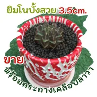 ยิมโนบั้งสวย3.5cm.พร้อมกระถางเคลือบลาวา3