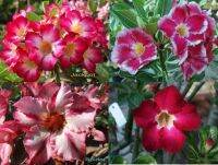 12 เมล็ด เมล็ดพันธุ์ ชวนชม สายพันธุ์ฮอลแลนด์ คละสี Adenium Seeds กุหลาบทะเลทราย Desert Rose ราชินีบอนไซ อัตรางอก 80-90% มีคู่มือปลูก