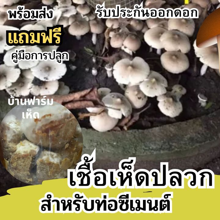 เชื้อเห็ดปลวก-เชื้อเห็ด-แบบผงสำหรับเพาะในท่อซีเมน-ผลิตจากจาวปลวกแท้100-สำหรับปลูกในฟาร์ม-ปลุกใส่ถุงดำ