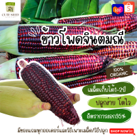 เมล็ดพันธุ์จ้าวโพดจินตมณี 20เมล็ด อัตราการงอก95% ปลูกง่าย โตไว เมล็ดเก็บไว้ได้นาน2ปี(ทุกออเดอร์ แถมฟรี! เมล็ดผักกวางตุ้ง)