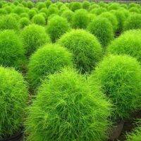 บอนสี 100เมล็ด เมล็ดพันธุ์ Kochia Scoparia Seeds เมล็ดบอนสี บอนสีหายาก เมล็ดดอกไม้ บอนสีสวยๆ ต้นไม้มงคล พันธุ์ดอกไม้ ต้นไม้ฟอกอากาศ ไม้ประดับ ต้นไม้ตกแต่ง ไม้ดอก ดอกไม้จริง บอนไซ ต้นไม้ ตกแต่งสวน ของแต่งสวน หญ้าเทียม plants