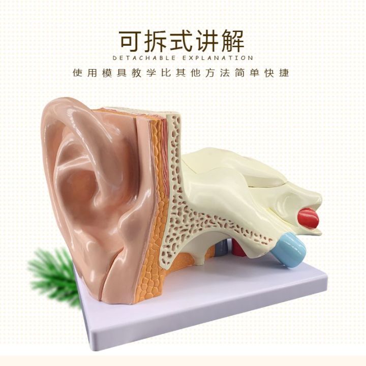 หูกายวิภาคของหูแบบตั้งโต๊ะภายนอกกลางและภายในหูระบบการได้ยินโครงสร้างหูหูซิลิโคนหู