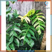 พลูฉีกด่าง / Epipremnum pinnatum variegated อบแล้ว รากยาว แข็งแรง สินค้ามีจำนวนจำกัด