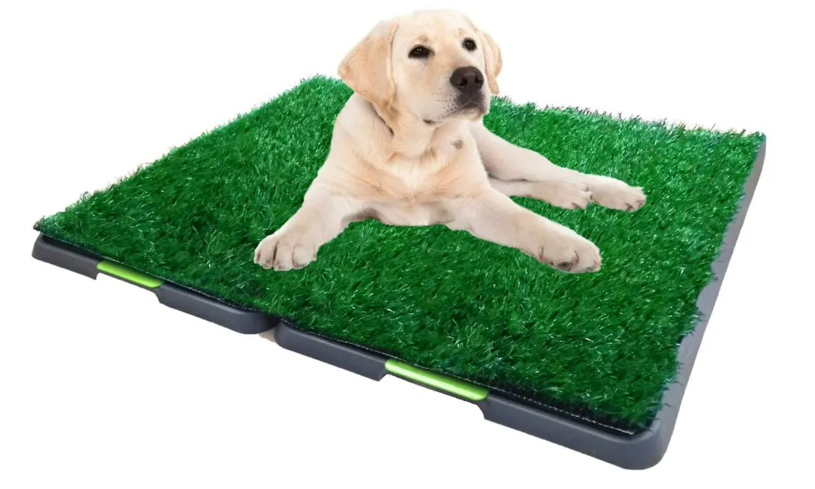 How Do I Train My Dog Not To Pee On The Grass