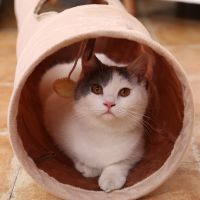 Cat Pet Tunnel Soft Crinkly Hanging Ball Expandable Play Fun Cat Toy Cat Long Tunnel Kitten Collapsible 120 cm