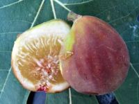 10 เมล็ด เมล็ดมะเดื่อฝรั่ง Figs สายพันธุ์ MysteryX (มาเสตอรี่เอ๊ก) ของแท้ 100% มะเดื่อฝรั่ง หรือ ลูกฟิก (Fig) อัตรางอก 70-80% Figs seed มีคู่มือวิธีปลูก.