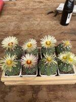 กระบองเพชร แอสโตรไฟตั้มแอสทีเรียส Astrophytum asterias   เป็นไม้เมล็ด 8ต้น/เซต ไม้แข็งแรง