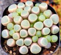 50 เมล็ดพันธุ์ เมล็ด ซักคิวเลนต์ หรือ ไม้อวบน้ำ กระบองเพชร เฟเนสตราเรีย (Fenestraria) Succulent Seed อัตราการงอกสูง 80-85%