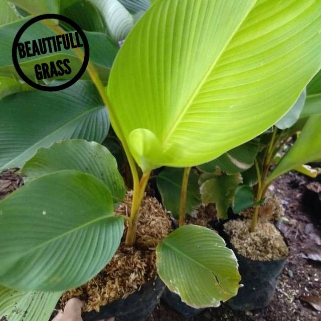 Tanaman Hias Calathea Daun Besar Calathea Kipas Calathea Pisang Pisangan Lazada Indonesia