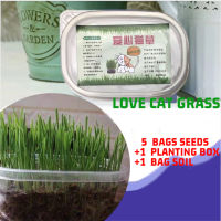 เมล็ด Catweed กับดินที่มีคุณค่าทางโภชนาการและกล่อง