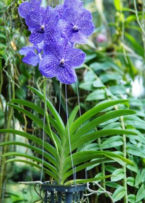 30 เมล็ดพันธุ์ Bonsai เมล็ดกล้วยไม้ ฟาแลนนอปซิส (Phalaenopsis Orchids) Orchid flower Seed อัตราการงอกของเมล็ด 80-85%