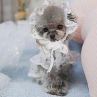 Comfortable Elegant Pet Lace Hat Breathable Good-looking Pet Dress Decorative Round Neck Puppy Lace Skirt for Dog Supplies Dresses