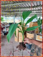 กล้วยบัวส้ม (Flowering banana) เป็นต้นขุดสด จัดส่งขนาดคละไซส์ ขุดตามออเดอร์ จัดส่ง 1-3 วันได้รับสินค้า รบกวนอ่านรายละเอียด