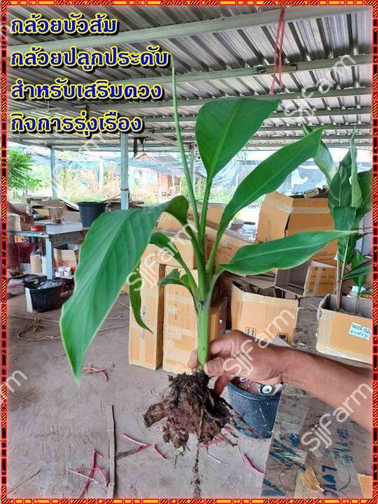 กล้วยบัวส้ม-flowering-banana-เป็นต้นขุดสด-จัดส่งขนาดคละไซส์-ขุดตามออเดอร์-จัดส่ง-1-3-วันได้รับสินค้า-รบกวนอ่านรายละเอียด