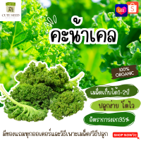 เมล็ดพันธุ์ผักเคล 50เมล็ด อัตราการงอก95% ปลูกง่าย(มีของแถมเป็นเมล็ดผักกวางตุ้งทุกออเดอร์)