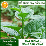 Hạt giống Mồng Tơi Xanh Tỉ Lệ Nảy Mầm Cao, Sinh Trưởng Và Phát Triển Khỏe