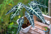 ต้นแก้วสารพัดนึก (Alocasia Amazonica) ไม้มงคล กระถางสีขาว 5.5 นิ้ว