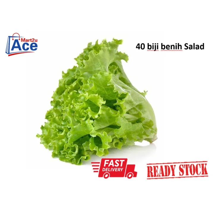 Rs 40pcs Benih Salad Looseleaf Lettuce Seeds 生菜种子 Biji Benih Sayur