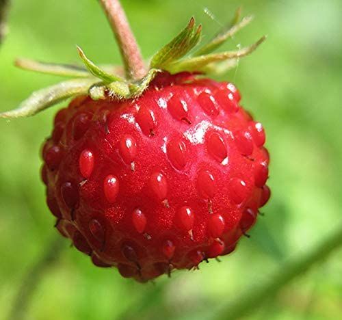 50-เมล็ด-สตอร์เบอรี่-ใช้ทำแยม-woodland-strawberry-alpine-strawberry-european-strawberry-อัตราการงอกของเมล็ด-80-85