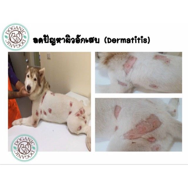 doganic-ครีมบำรุงผิว-จากสมุนไพรธรรมชาติสำหรับสัตว์เลี้ยง-doganic-dog-cat-premium-pet-cream-30gm