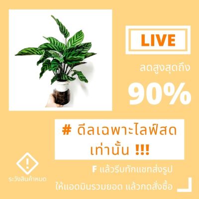 ( สุดคุ้ม+++ ) [ร้อย] สินค้า LIVE สด ต้นไม้ไลฟ์สด เท่านั้นนะคะ ถูกมาก เข้ามาเอฟกัน ราคาถูก พรรณ ไม้ น้ำ พรรณ ไม้ ทุก ชนิด พรรณ ไม้ น้ำ สวยงาม พรรณ ไม้ มงคล