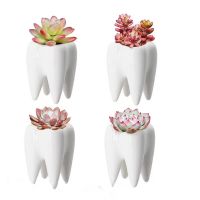 Tooth Shape Table Plant Pot White Ceramic Fleshy Small Flowerpot Culture Flower Pot Home Decoration Bonsai Pots