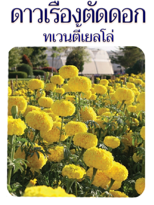 เมล็ดพันธุ์ดาวเรืองตัดดอก ทเวนตี้เยลโล่  500 เมล็ด  ดอกใหญ่ ให้ผลผลิตสูง สำหรับตัดดอกจำหน่าย  ร้อยมาลัย ใส่แจกัน : ร้าน dddOrchids