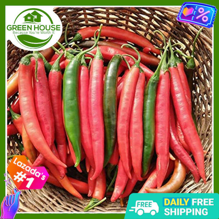 Green House Red Hot Thai Chili Pepper Seeds for Planting Vegetable