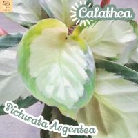 [คล้า ถุงเงิน] Calathea Picturata Argentea ไม้ใบ ไม้ดอก ไม้ฟอก ไม้สี ไม้แดด ใบสวย ต้นไม้ ไม้ประดับ ไม้ทน ของขวัญ