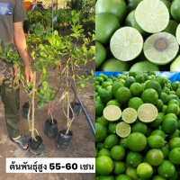 ( 1 ต้น ) ต้นมะนาวตาฮิติ ต้นพันธุ์ประมาณ 35-40 ซม.