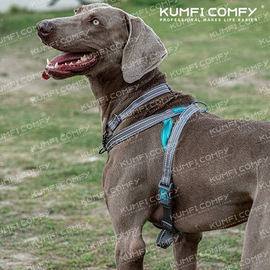 สายรัดตัวสุนัข-dog-safety-car-harness-safety-car-harness-สายรัดตัวสำหรับการเดินทาง-kumfi-comfy-จากตัวแทนจำหน่ายอย่างเป็นทางการ-เจ้าเดียวในประเทศไทย