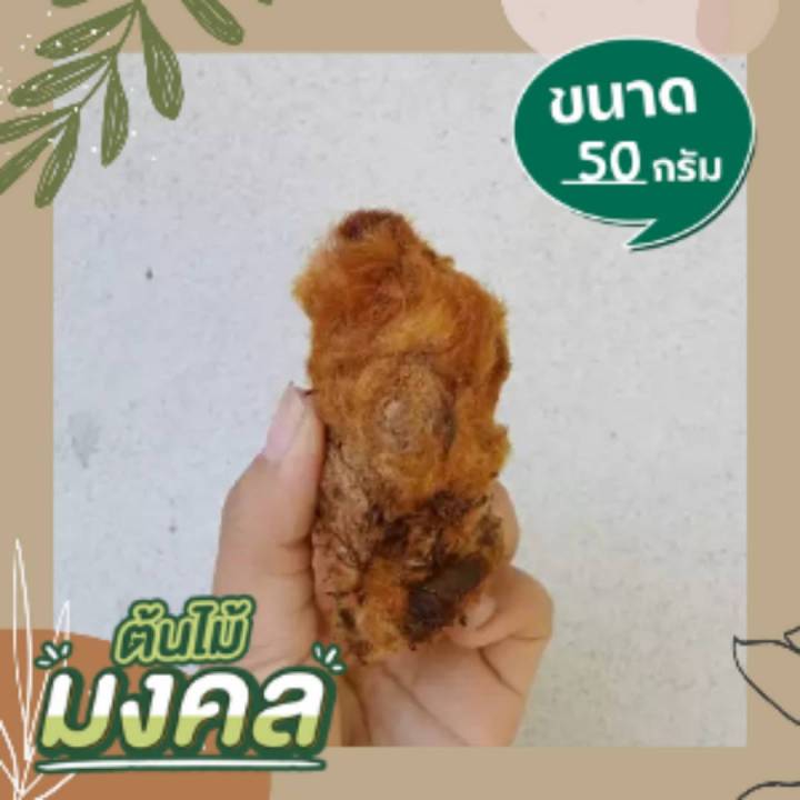 ว่านลูกไก่ทอง-จิ๋ว-เหมาะวางโต๊ะทำงาน-ขนสีทองสร้างโชคลาภแก่ผู้ปลูก-หัวว่านลูกไก่ทอง-ว่านลูกไก่ทองจิ๋ว