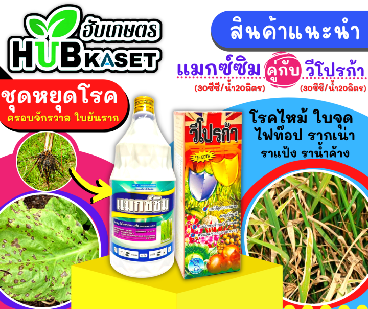 แมกซ์ซิม-1ลิตร-ไทโอฟาเนต-เมทิล50-sc-ป้องกันโรคไหม้ข้าว-และเชื้อราได้หลากหลาย