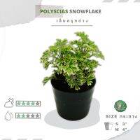 ??เล็บครุฑด่าง Size S-M " Polyscias fruticosa (Snowflake) "??