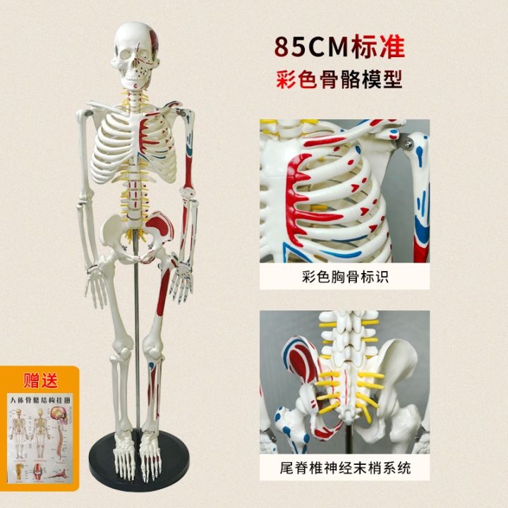 human-skeleton-model-85-cm-medical-skeleton-spine-adult-spinal-remove-body-skeleton-models-simulation-hands