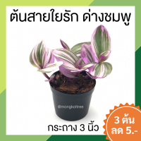 ? โปร 9.9 ? [แพ๊ก 10 ต้น] ต้นสายใยรัก ด่างชมพู กระถาง 3 นิ้ว ต้นไม้ฟอกอากาศ ต้นไม้แห่งความรัก สีสวยมาก ต้นไม้มงคลสวยๆ