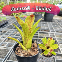 ไม้สับปะรดสี มินิเชียร์ ไม้ประดับ