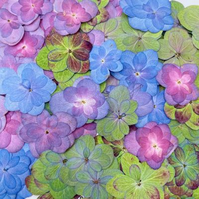 ❀ 24PCS Real Natural Dried Pressed Double Layer Hydrangeas PetalsSmall Hydrangea Dry Roses For DIY Craft Resin JewelleryCandles